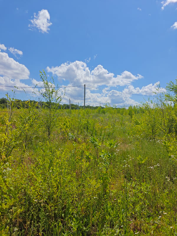 Wandering forested paths and fields near Saratov on a summer morning
