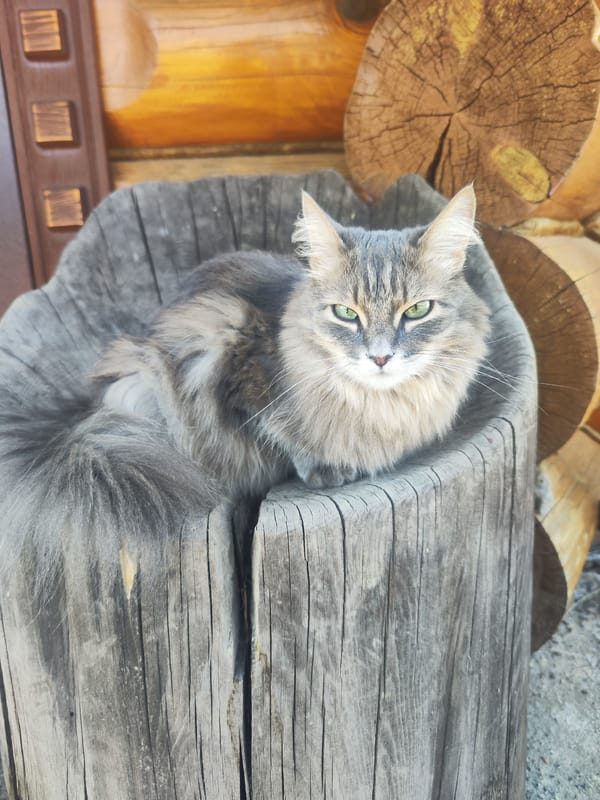 Cat found resting in wooden stump in Chaikovsky