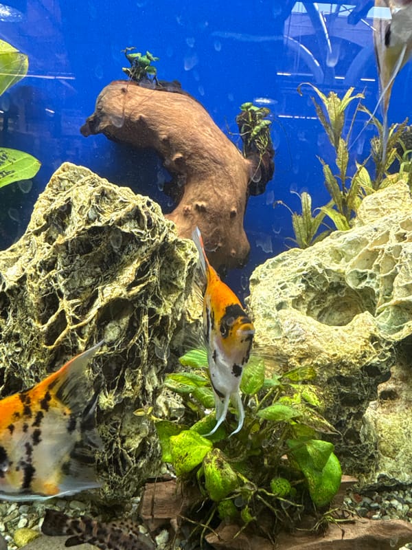 Man browses angelfish at Mönchengladbach pet store