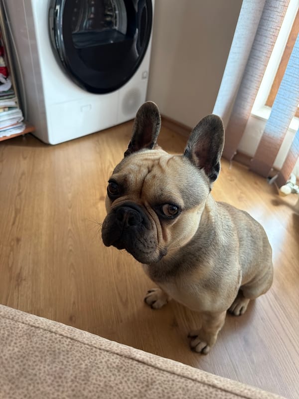 French Bulldog photographed resting indoors in Pleven, Bulgaria