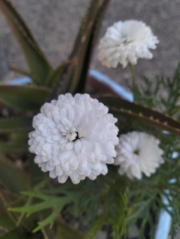 Spring flowers and olive groves documented in rural Morocco