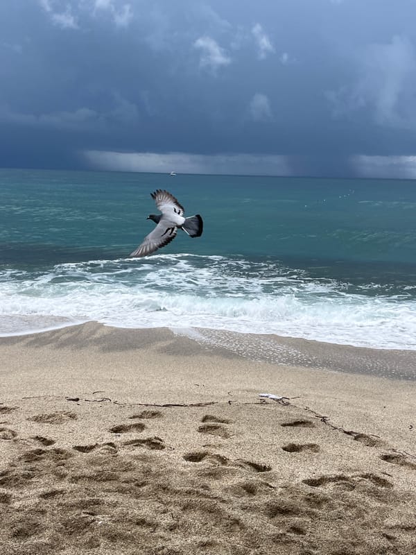Storm clouds gather over Alanya beach as seabirds take flight