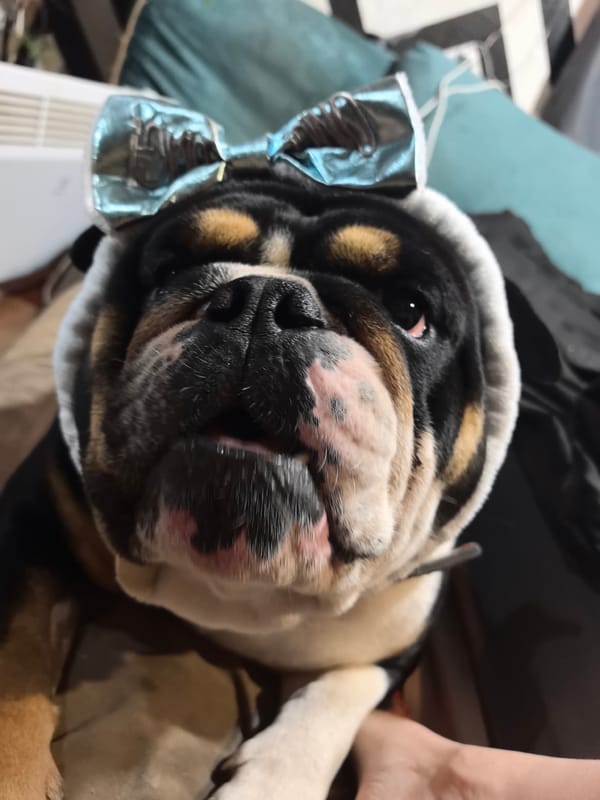 Bulldog Photo Session Captured in Noviy, Russia