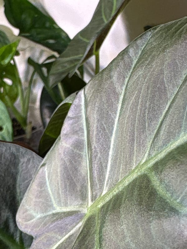 Morning plant photography session captured in Saint Petersburg apartment