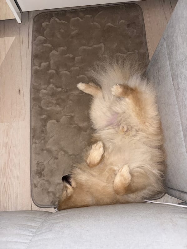 Morning domestic life with Pomeranian dog documented in Sofia residence
