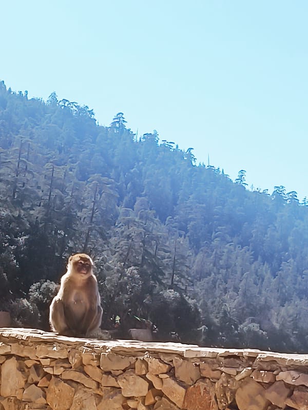 Barbary macaques spotted across Middle Atlas Morocco locations