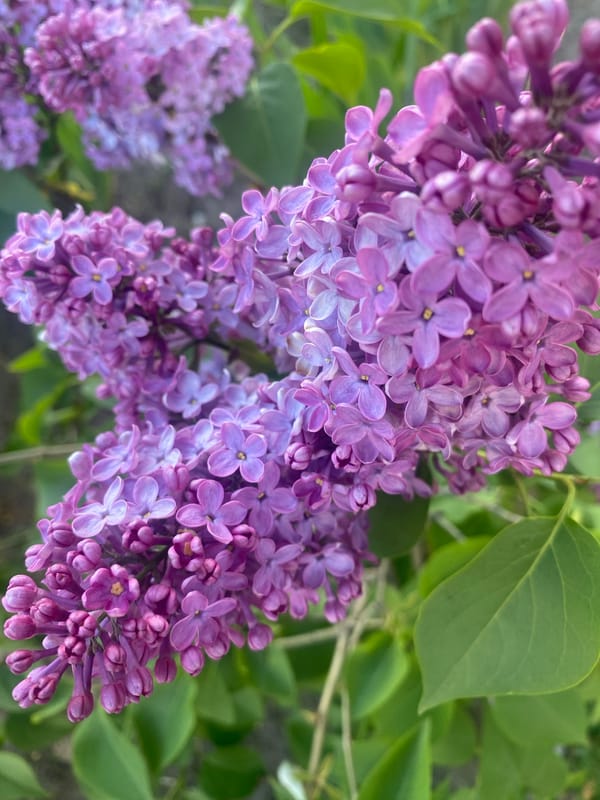 Spring flowers documented blooming across Dnipro, Ukraine