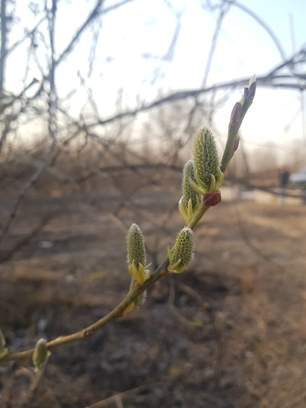 Spring flora emerges in Saint Petersburg parks