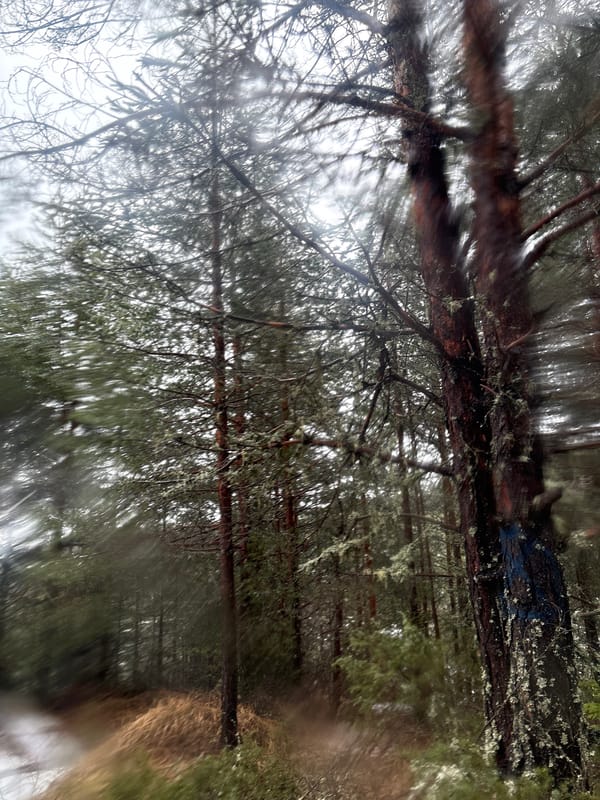 Orienteering event documented in snowy Bansko forest