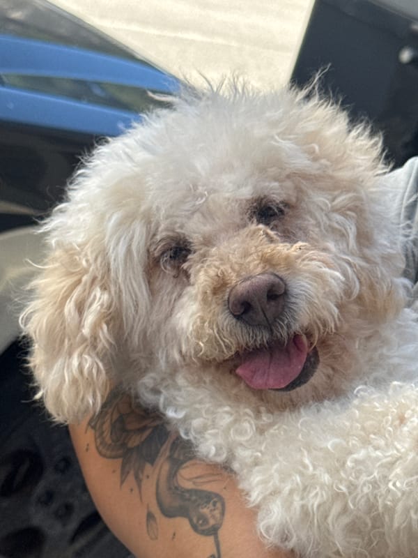 Curly-haired poodle mix up close in Vigo