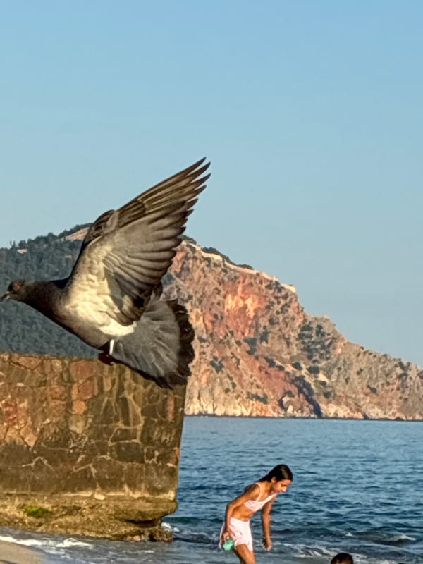 Pigeon flight and beach waves in sunny Alanya