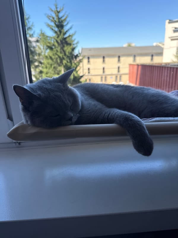 Grey cat drapes itself over a window frame, deeply unbothered