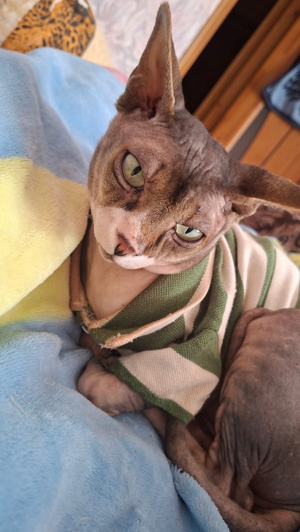 Cats, hair dye, and a lazy morning in rural Belarus
