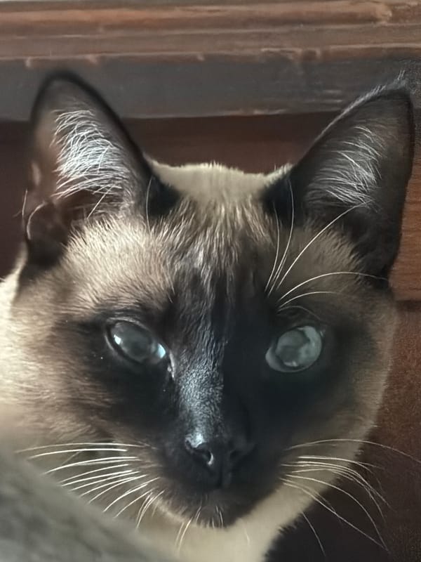 Morning scenes captured in Esch-sur-Alzette: sleeping dog, cloudy skies