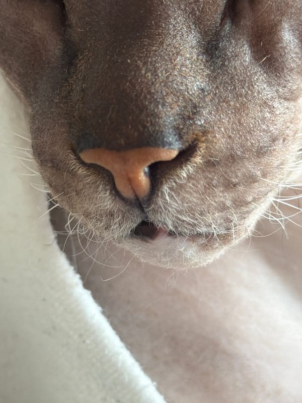 Sphynx cat at rest, Izhevsk