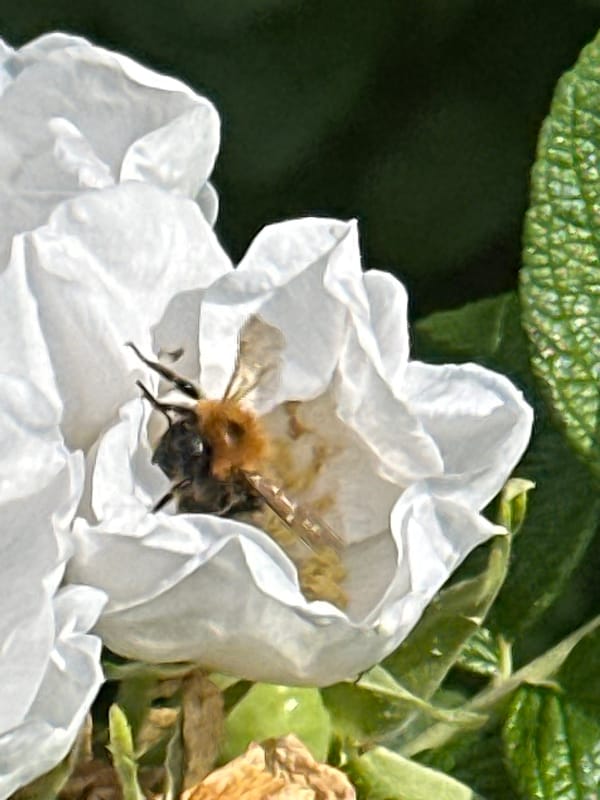 Lazy summer breakfast in Podolsk, bees and all