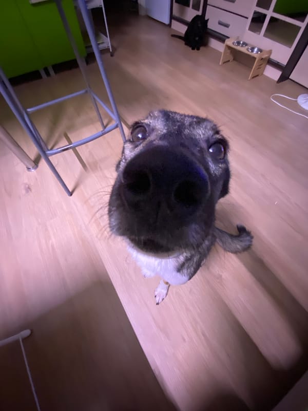 Close-up dog photos captured in Chaikovsky, Russia