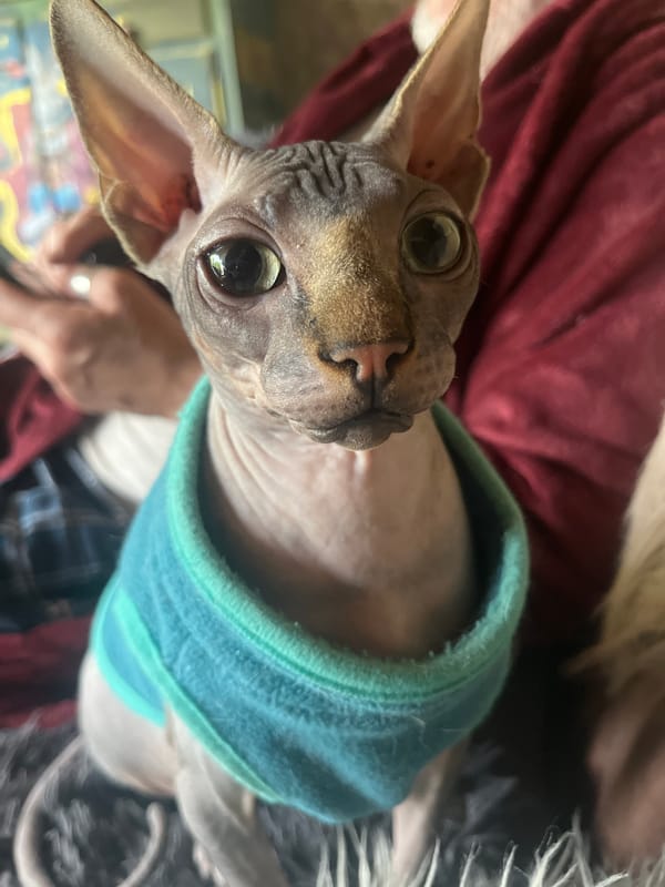 Sphynx cat in turquoise top photographed in Konz, Germany