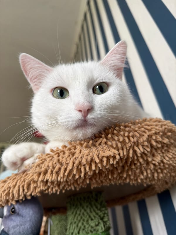 White cat, rainy windowsill, stuffed pigeon — a Poznan morning