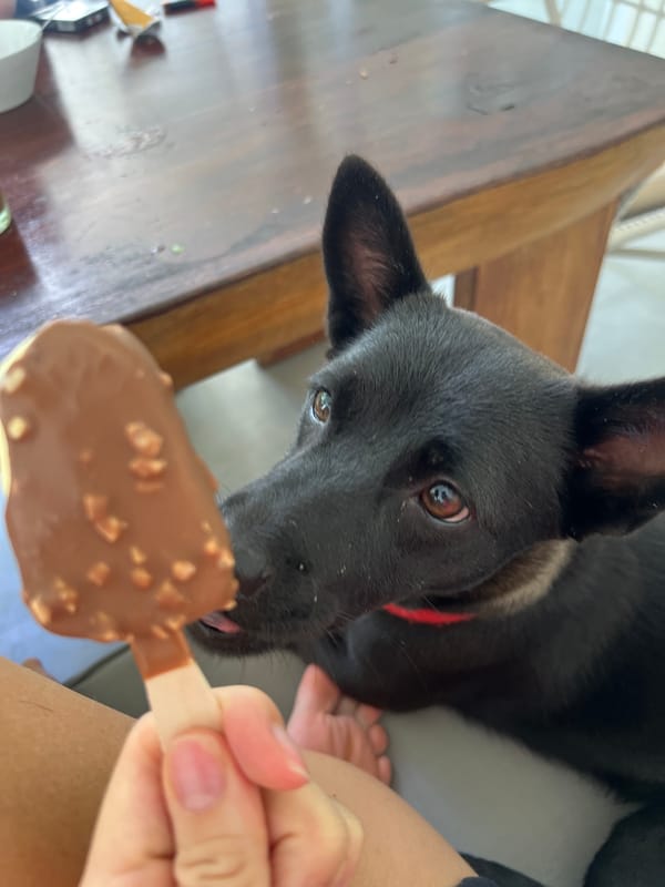 Black dog enjoys chocolate ice cream treat from owner