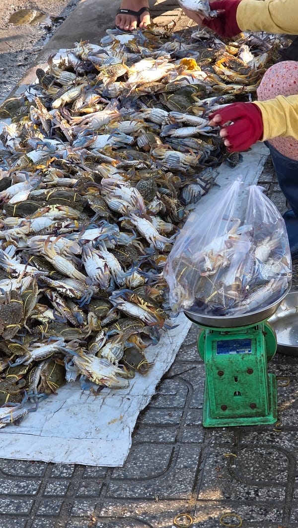 Crab harvest and fishing boat activity in Bắc Nha Trang