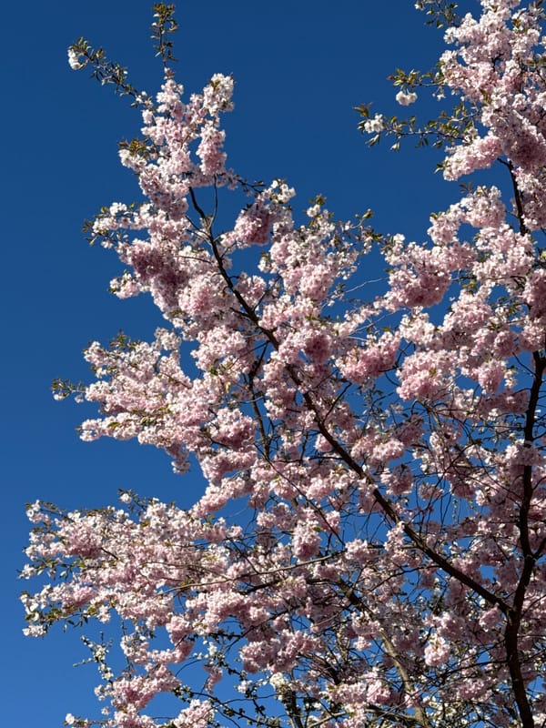Spring blossoms documented across Kaliningrad during afternoon walkabout