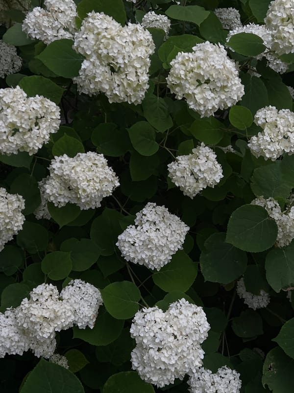 White hydrangeas and a Maine Coon cat in Ternopil