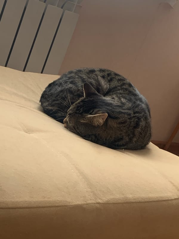 Tabby cat sleeps peacefully on sofa in Stavropol