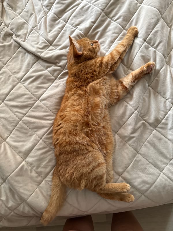 Lazy morning with a ginger cat and fresh produce in Vologda