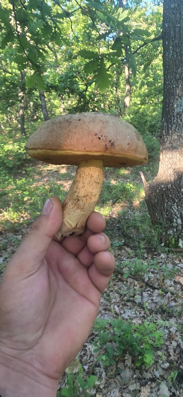 Forest foraging documented in Bulgarian woodland near Podvis