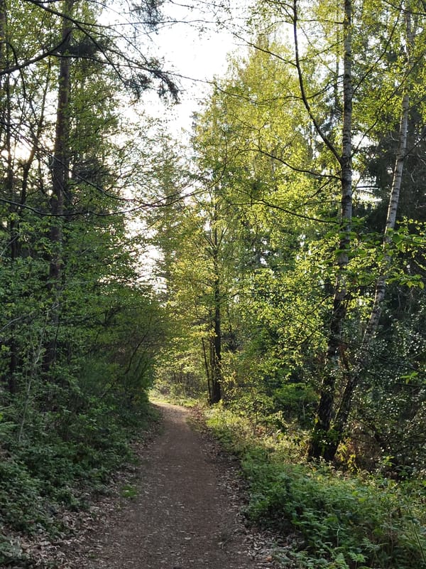 Morning forest walk captures Saar River valley views in Mettlach
