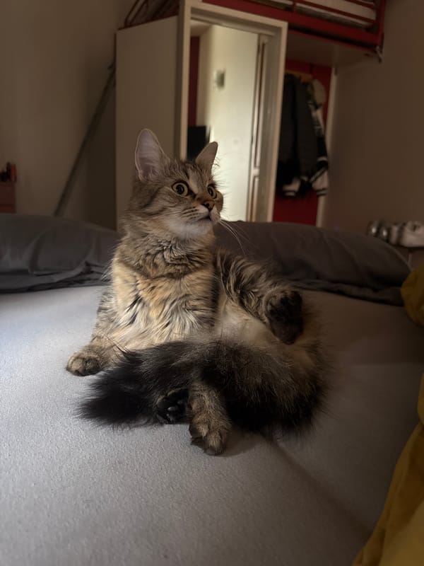 Tabby cat relaxes on grey surface in Antwerp
