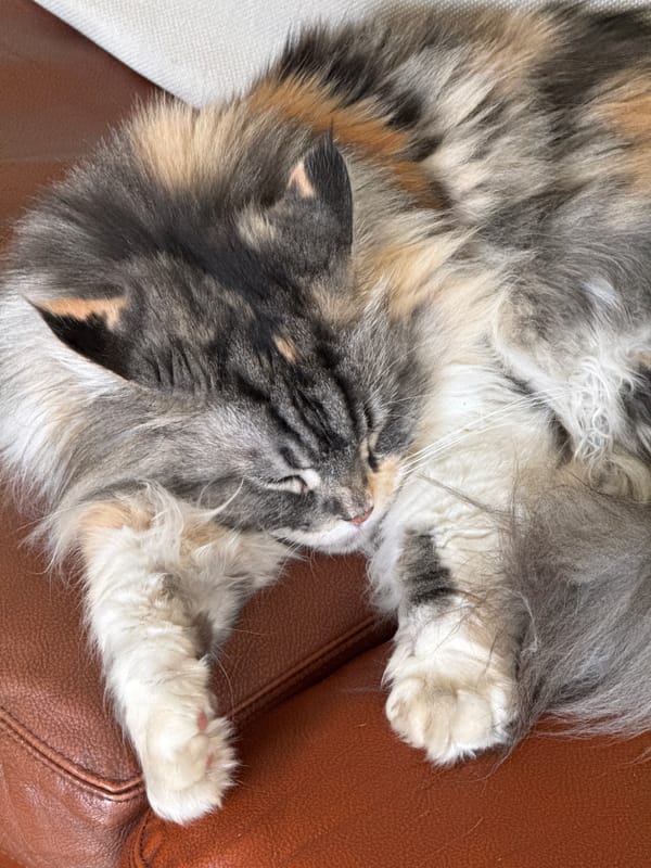 Calico cat's lazy afternoon captured in domestic setting