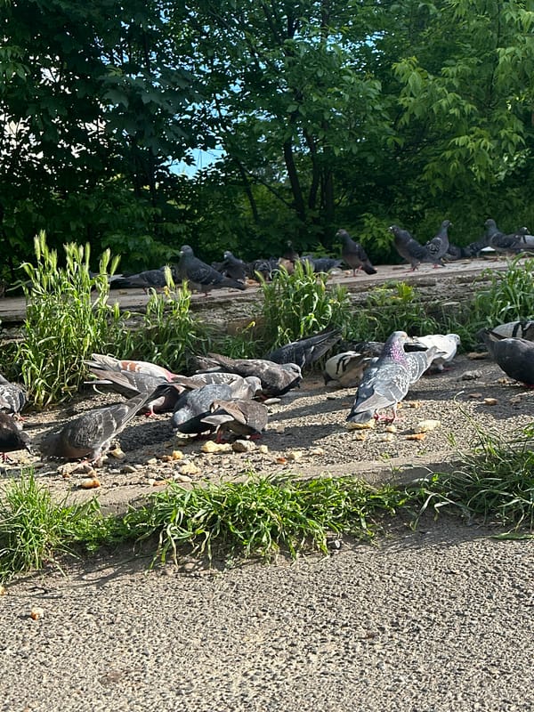 Pigeons forage along concrete path in Stavropol on sunny afternoon