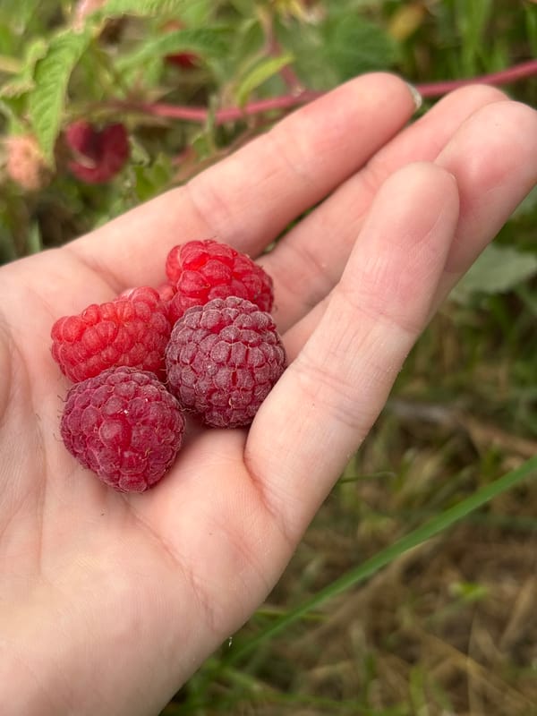 Fresh-picked raspberries and strawberries, straight from the source
