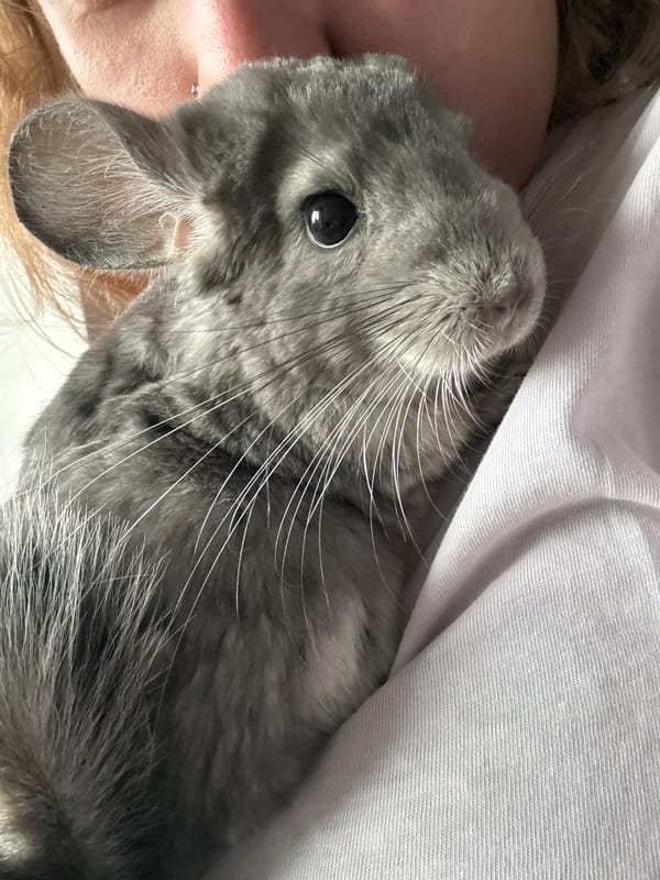 Chinchilla cuddles and a backyard dog in Almaty