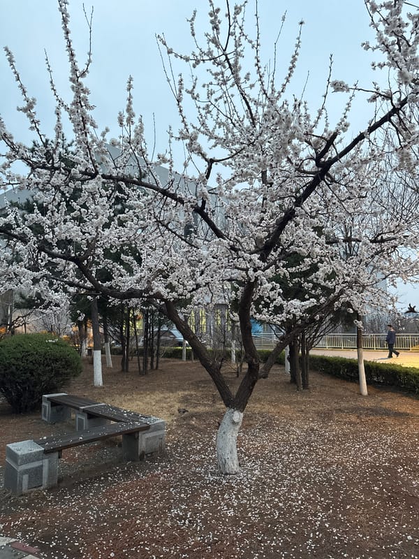 Spring blooms and daily life documented in Zhongtun park