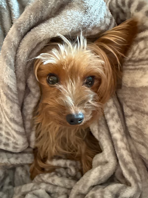 Dog photographed resting in grey blanket, looking at camera