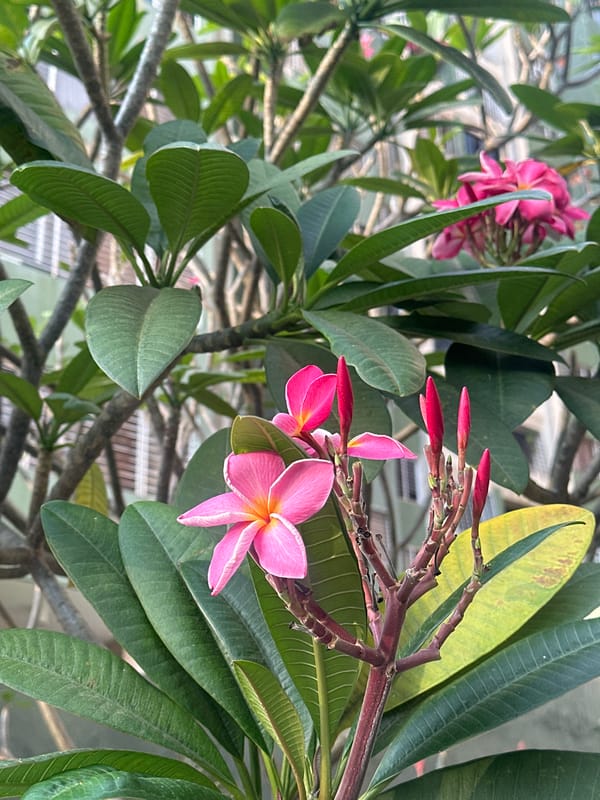 Evening scenes captured in Valencia: blooming flowers and residential streets