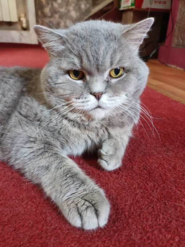 Grey British Shorthair cat at home in Bataysk