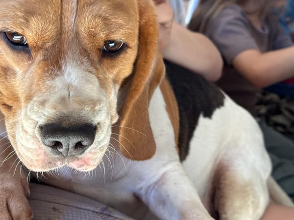 Family photographs beagle during indoor gathering in Rusalevka