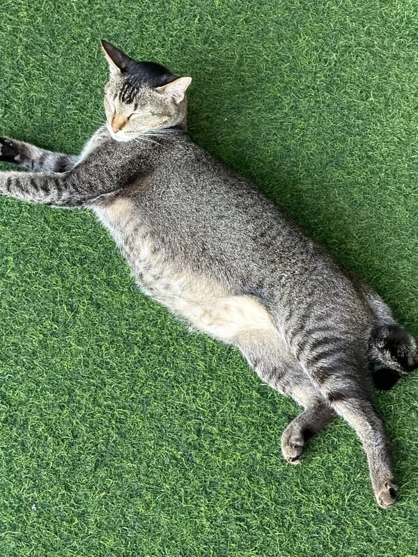 Early morning gym sessions and relaxing cat in Bali