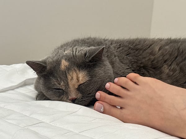 Tortoiseshell cat napping on a white quilted surface in Liberec