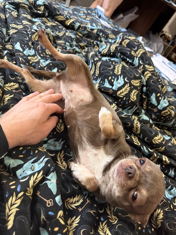 Man and Chihuahua share quiet moments in Saint Petersburg bedroom