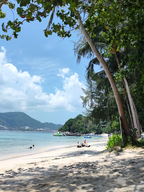 Patong beach views and elephant encounter documented by witnesses