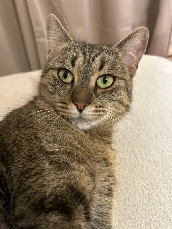 Tabby cat rests peacefully in Sofia home