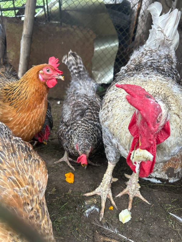 Chickens in a dirt yard, Kalitsino