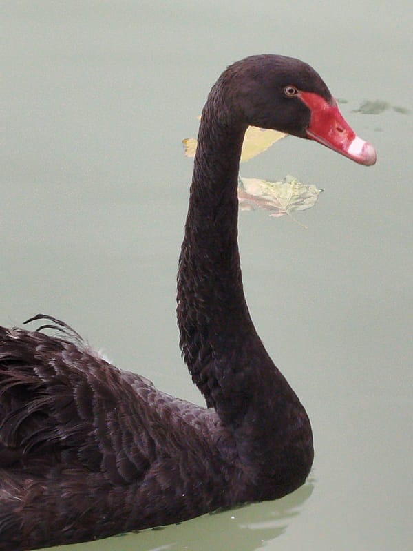 Afternoon at a Tashkent park — water, wildlife, and rides