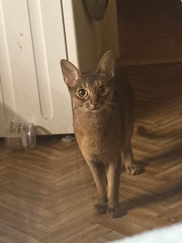 Moscow residents share pet moments at home
