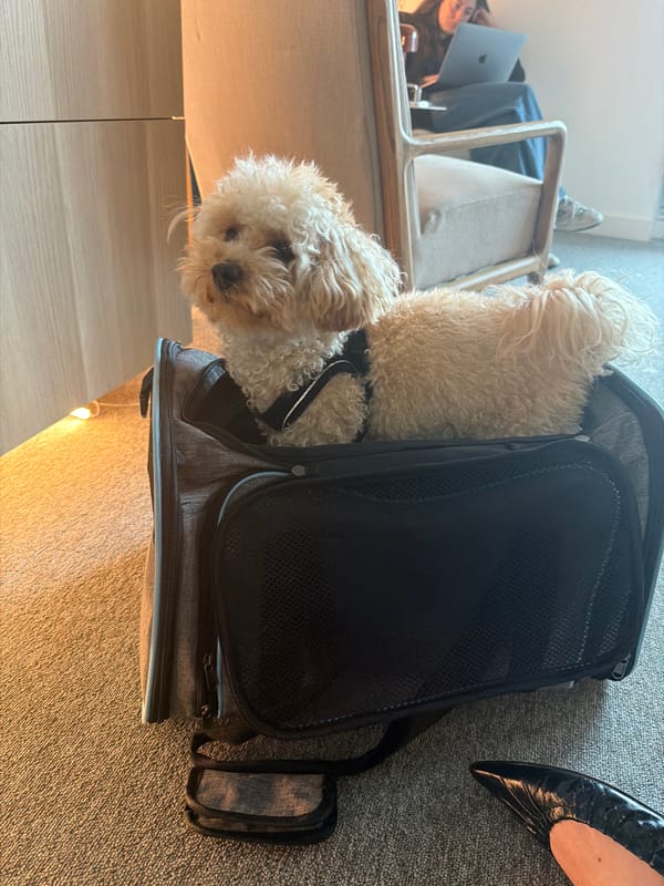 Two dogs spotted in pet carrier in London